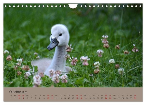 Produktbild: Die lieben Kleinen ... Tierkinder einfach zum Knuddeln (Wandkalender 2026 DIN A4 quer), CALVENDO Monatskalender