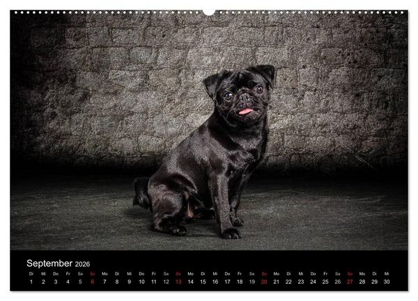Produktbild: Urban Dogs - Hundekalender der anderen Art (Wandkalender 2026 DIN A2 quer), CALVENDO Monatskalender