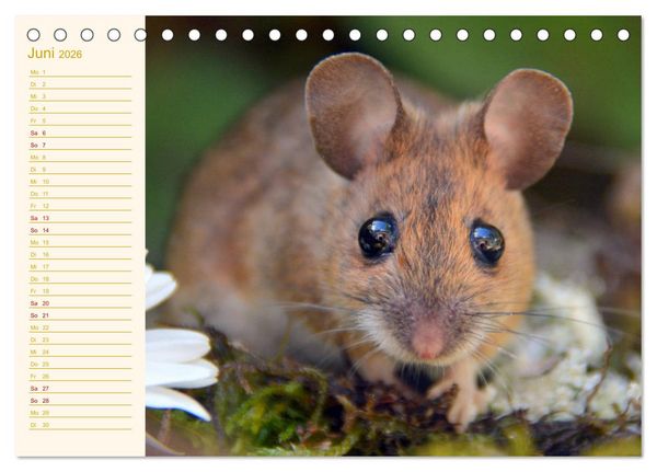 Produktbild: Gr&uuml;sse von der Maus! (Tischkalender 2026 DIN A5 quer), CALVENDO Monatskalender