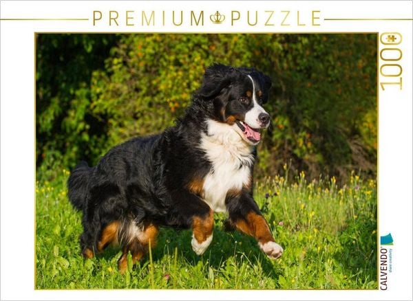 Produktbild: CALVENDO Puzzle Berner Sennenhund auf der Wiese | 1000 Teile Lege-Gr&ouml;&szlig;e 64x48cm Foto-Puzzle f&uuml;r gl&uuml;ckliche Stunden