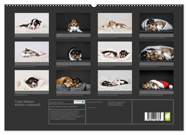 Produktbild: Collie Welpen einfach zuckers&uuml;&szlig; (hochwertiger Premium Wandkalender 2026 DIN A2 quer), Kunstdruck in Hochglanz