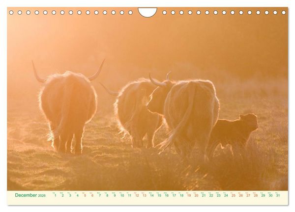 Produktbild: The Hairy Cow Calendar (Wall Calendar 2026 DIN A4 landscape), CALVENDO 12 Month Wall Calendar