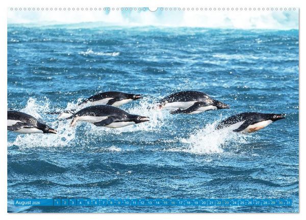 Produktbild: Pinguine: Gehupft wie gesprungen (Wandkalender 2026 DIN A2 quer), CALVENDO Monatskalender