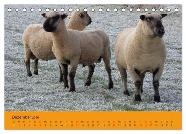 Produktbild: Shropshire Schafe (Tischkalender 2026 DIN A5 quer), CALVENDO Monatskalender