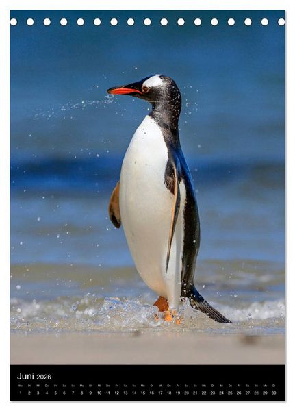 Produktbild: Hallo Pinguin (Tischkalender 2026 DIN A5 hoch), CALVENDO Monatskalender