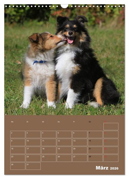 Produktbild: SHELTIES Herzensbrecher auf 4 Pfoten (Wandkalender 2026 DIN A3 hoch), CALVENDO Monatskalender