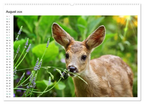 Produktbild: Rehkitze, zierliche Sch&ouml;nheiten mit gro&szlig;en, sanften Augen (hochwertiger Premium Wandkalender 2026 DIN A2 quer), Kunstdruck in Hochglanz