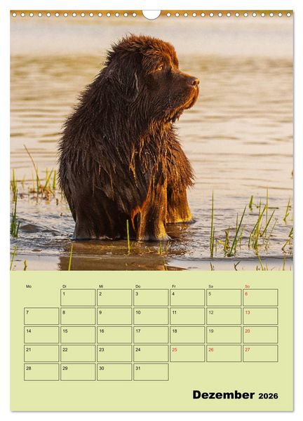 Produktbild: B&auml;rige Freunde - Familienplaner Brauner Neufundl&auml;nder (Wandkalender 2026 DIN A3 hoch), CALVENDO Monatskalender