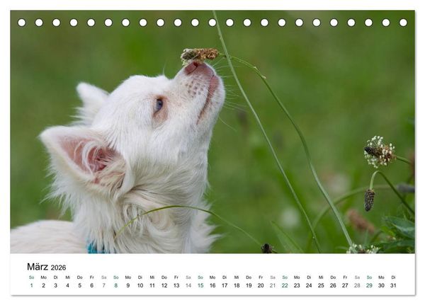 Produktbild: Chihuahuas - kleine Herzensbrecher (Tischkalender 2026 DIN A5 quer), CALVENDO Monatskalender