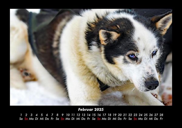 Produktbild: Hunde 2025 Fotokalender DIN A3