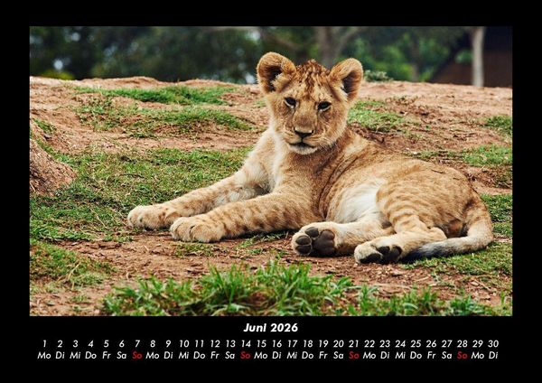 Produktbild: L&ouml;wen in der Wildnis 2026 Fotokalender DIN A3