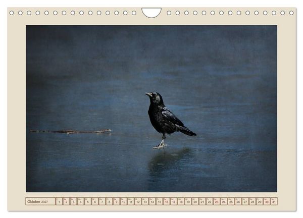 Produktbild: V&ouml;gel am Chemnitzer Schlossteich (Wandkalender 2027 DIN A4 quer), CALVENDO Monatskalender