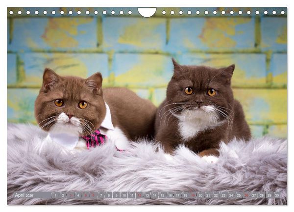 Produktbild: Kleine Stubenstiger (Wandkalender 2026 DIN A4 quer), CALVENDO Monatskalender