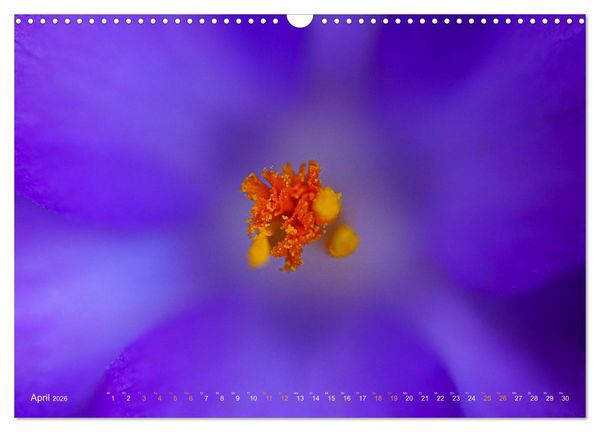 Produktbild: DEEP INSIDE - Bl&uuml;tenmakros (Wandkalender 2026 DIN A3 quer), CALVENDO Monatskalender
