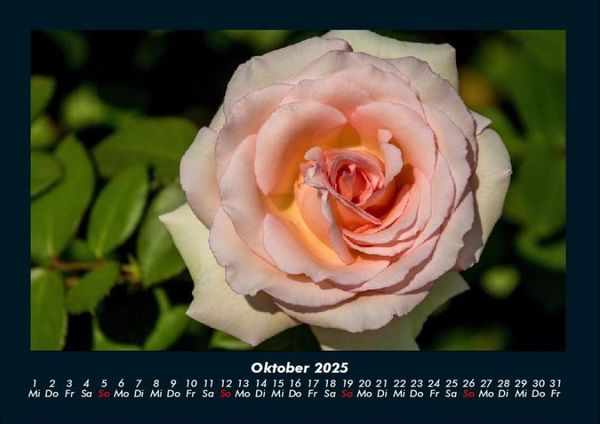 Produktbild: Rosentraum 2025 Fotokalender DIN A4