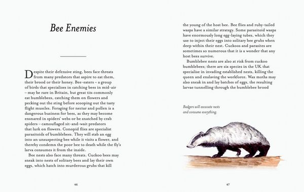 Produktbild: The Bee Spotter's Guide