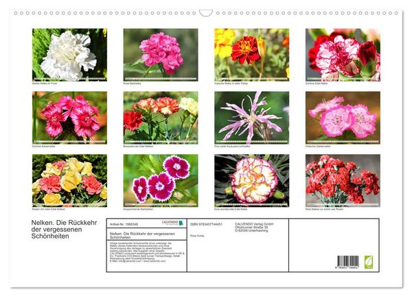 Produktbild: Nelken. Die R&uuml;ckkehr der vergessenen Sch&ouml;nheiten (Wandkalender 2026 DIN A2 quer), CALVENDO Monatskalender