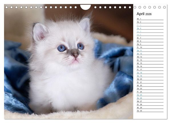 Produktbild: Heilige Birma Kitten mit Planer (Wandkalender 2026 DIN A4 quer), CALVENDO Monatskalender