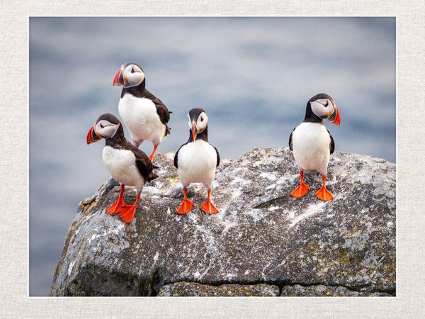 Produktbild: CALVENDO Puzzle Papageientaucher in ihrer nat&uuml;rlichen Umgebung | 1000 Teile Lege-Gr&ouml;&szlig;e 64x48cm Foto-Puzzle f&uuml;r gl&uuml;ckliche Stunden