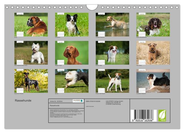Produktbild: Rassehunde (Wandkalender 2026 DIN A4 quer), CALVENDO Monatskalender