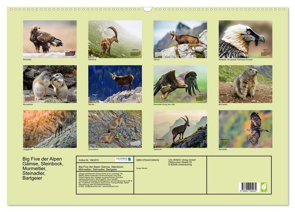 Produktbild: Big Five der Alpen G&auml;mse, Steinbock, Murmeltier, Steinadler, Bartgeier (Wandkalender 2026 DIN A2 quer), CALVENDO Monatskalender