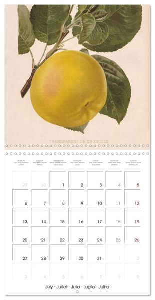 Produktbild: Art & Pomology - Apples 2026 (Wall Calendar 2026 12 &times; 12 Inch) CALVENDO 12 Month Wall Calendar