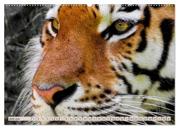 Produktbild: Tiger. Gestreift, wild u. sch&ouml;n (hochwertiger Premium Wandkalender 2026 DIN A2 quer), Kunstdruck in Hochglanz