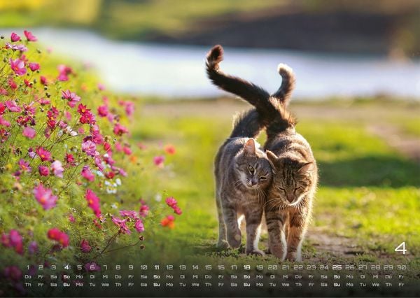 Produktbild: Miau - Unsere Stubentiger - Der Katzenkalender - 2027 - Kalender DIN A3