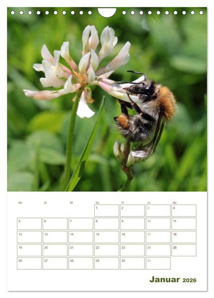 Produktbild: Wildbienen-Terminplaner 2026 (Wandkalender 2026 DIN A4 hoch), CALVENDO Monatskalender
