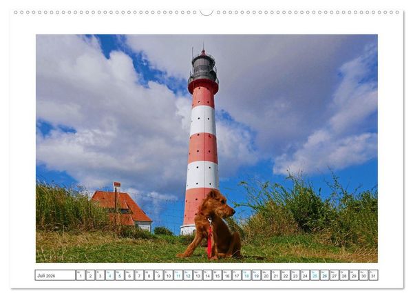 Produktbild: Chiara, ein junger Irish Terrier (hochwertiger Premium Wandkalender 2026 DIN A2 quer), Kunstdruck in Hochglanz