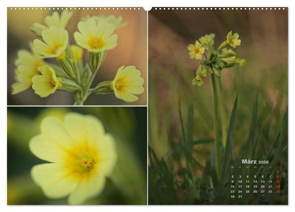 Produktbild: Blumenreise 2026 (hochwertiger Premium Wandkalender 2026 DIN A2 quer), Kunstdruck in Hochglanz