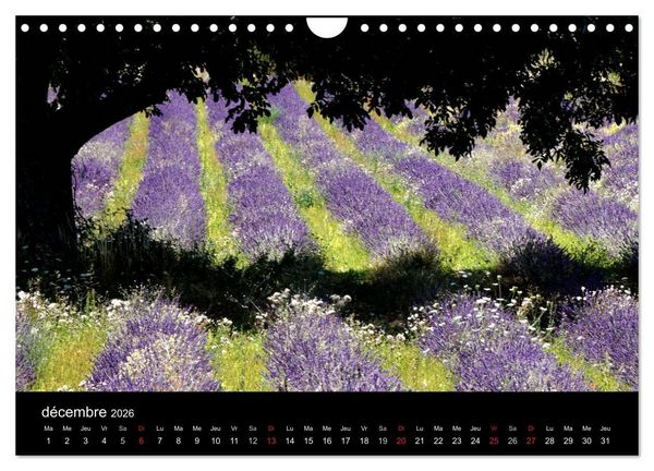 Produktbild: Lavande, l'or bleu de Provence (Calendrier mural 2026 DIN A4 vertical), CALVENDO calendrier mensuel