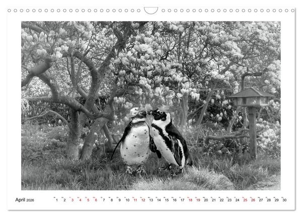 Produktbild: Pinguine privat (Wandkalender 2026 DIN A3 quer), CALVENDO Monatskalender