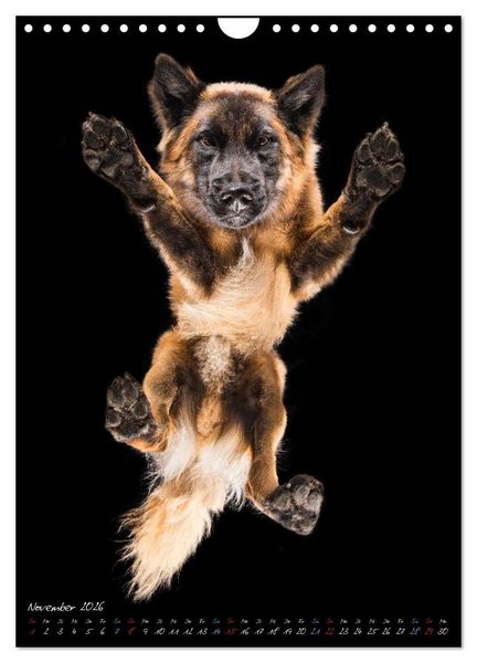 Produktbild: Down Under - Hunde auf der Glasplatte (Wandkalender 2026 DIN A4 hoch), CALVENDO Monatskalender