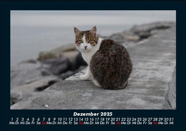 Produktbild: Tiere auf dem Bauernhof 2025 Fotokalender DIN A5