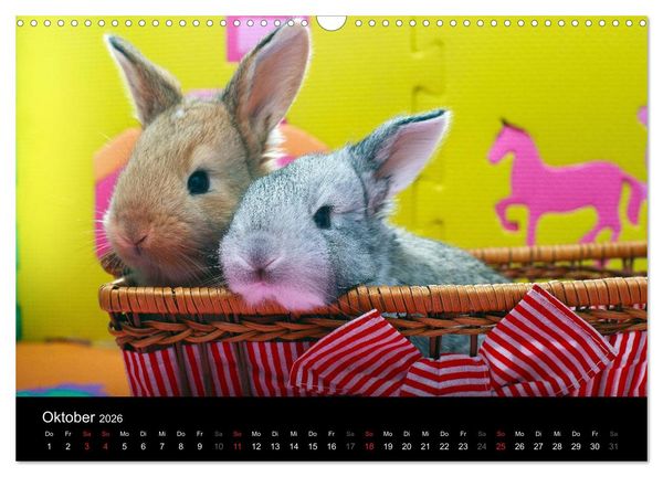 Produktbild: Lustige Kaninchen (Wandkalender 2026 DIN A3 quer), CALVENDO Monatskalender