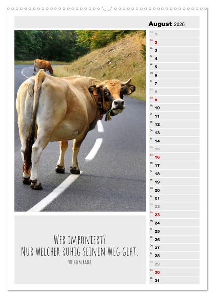 Produktbild: Coole Rindviecher (hochwertiger Premium Wandkalender 2026 DIN A2 hoch), Kunstdruck in Hochglanz