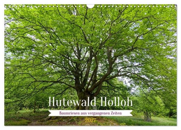 Produktbild: Hutewald Halloh - Baumriesen aus vergangenen Zeiten (Wandkalender 2027 DIN A3 quer), CALVENDO Monatskalender