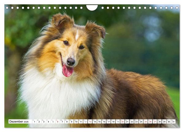 Produktbild: H&uuml;tehund der Shetland Inseln - Shetland Sheepdog (Wandkalender 2026 DIN A4 quer), CALVENDO Monatskalender