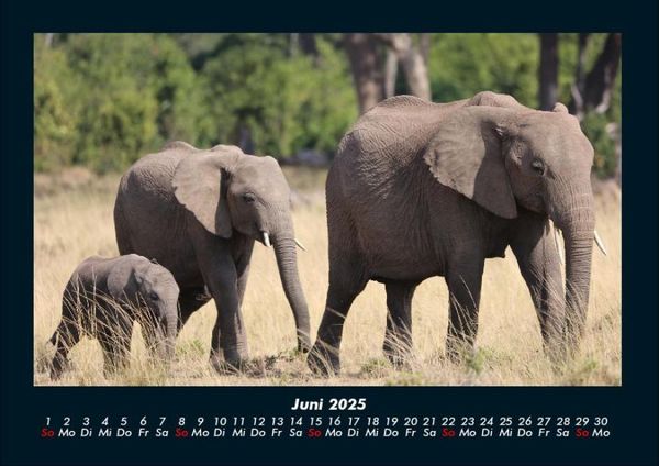 Produktbild: Elefanten 2025 Fotokalender DIN A4