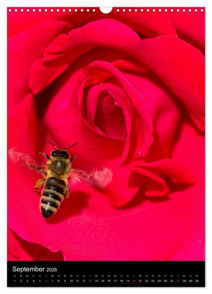 Produktbild: Bienen und Hummeln (Wandkalender 2026 DIN A3 hoch), CALVENDO Monatskalender