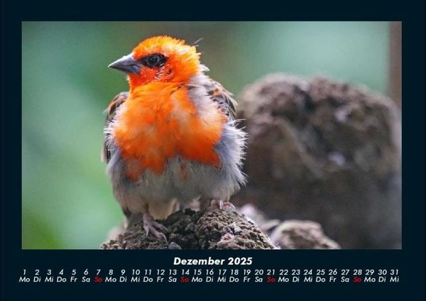 Produktbild: Vogelparadies 2025 Fotokalender DIN A4