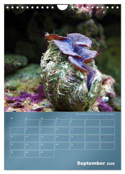 Produktbild: Bunte Riffbewohner - Fische, Anemonen und noch viel mehr (Wandkalender 2026 DIN A4 hoch), CALVENDO Monatskalender
