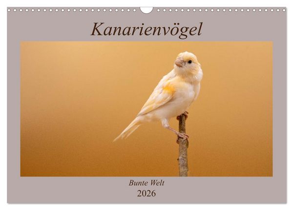 Kanarienvögel - Bunte Welt (Wandkalender 2026 DIN A3 quer), CALVENDO Monatskalender