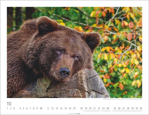 Produktbild: B&auml;ren Kalender 2027
