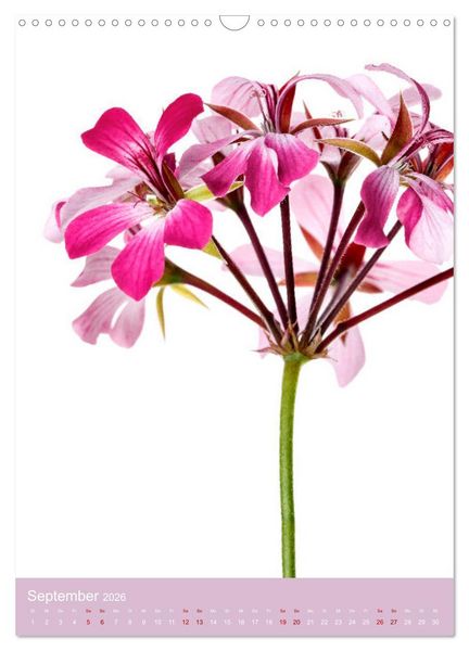 Produktbild: Nat&uuml;rlich Blumen. (Wandkalender 2026 DIN A3 hoch), CALVENDO Monatskalender