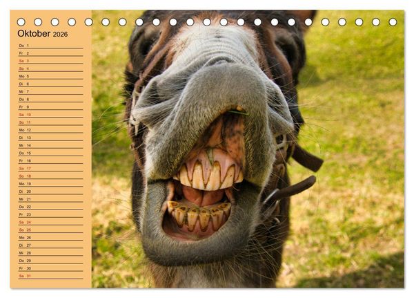 Produktbild: Liebenswerte Esel (Tischkalender 2026 DIN A5 quer), CALVENDO Monatskalender
