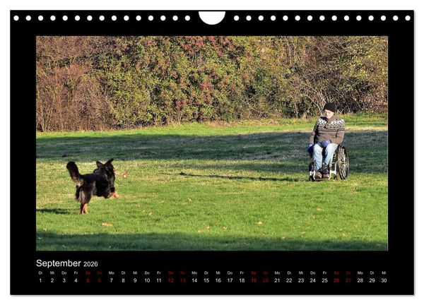 Produktbild: Der Hovawart... Dein Freund f&uuml;rs Leben ! (Wandkalender 2026 DIN A4 quer), CALVENDO Monatskalender