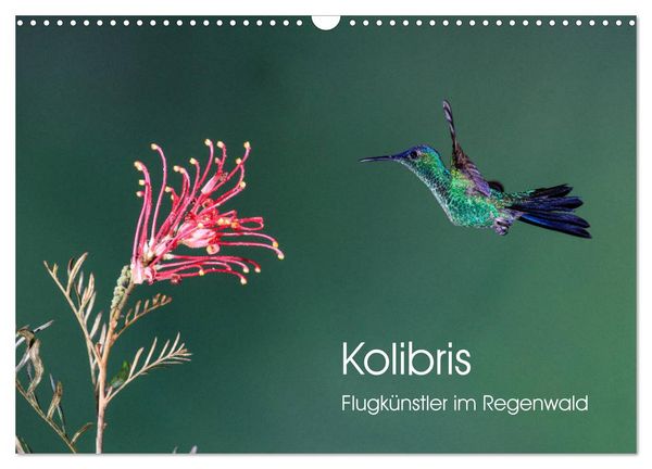 Produktbild: Kolibris - Flugk&uuml;nstler im Regenwald (Wandkalender 2026 DIN A3 quer), CALVENDO Monatskalender