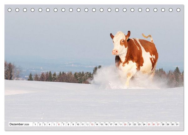 Produktbild: Alpenfleckvieh (Tischkalender 2026 DIN A5 quer), CALVENDO Monatskalender